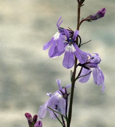 CINQUEFOILIUM  UNDER  LOBELIA INDIAN TOBACCO