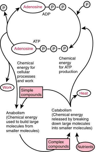 http://www.geocities.ws/hopart/HTMLICAL/DOX/ADENOSINE-X2604-A-21.JPG