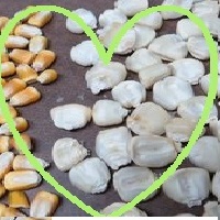 BIGCUZCOPERUCORN.JPG