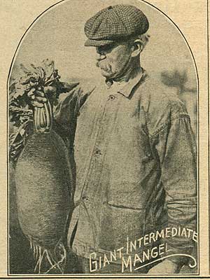 DONTHATBEETALL1919GiantMangel.JPG