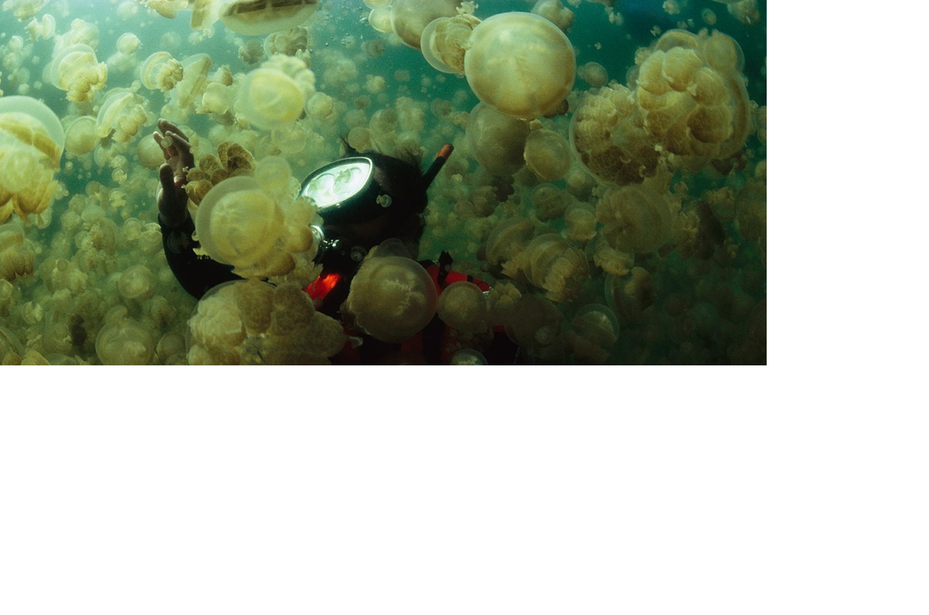 Mastigias JELLYFISH PERU LAKE NATIONAL GEO....phto.William.Hamner
