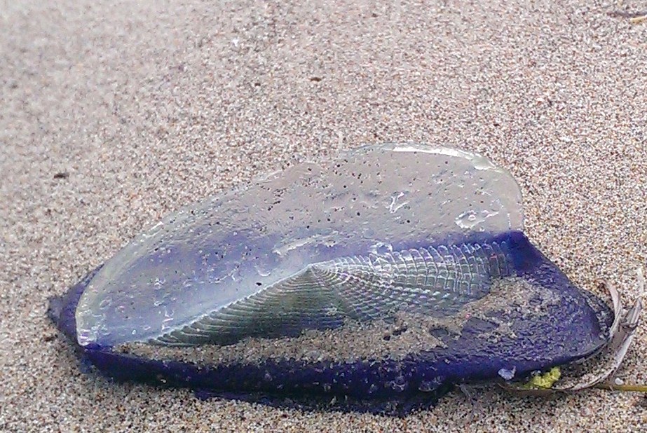 /Vellela-jellie-California-beaches.JPG