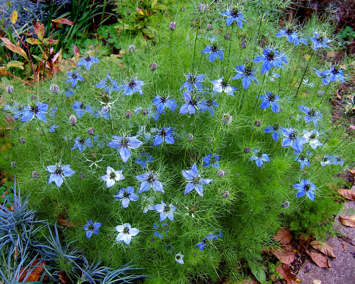 http://www.geocities.ws/hopart/MEDICAL/1200px-2007-10-25Nigella_damascena_10.jpg