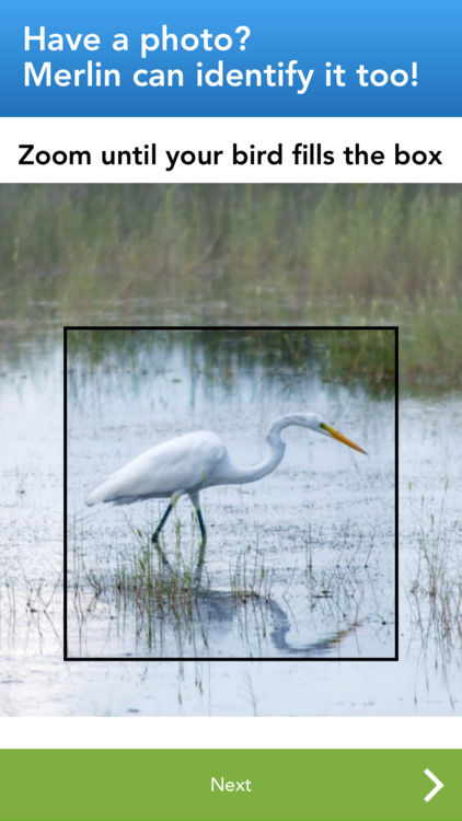 http://www.geocities.ws/hopart/PHOTO/404DINNNCIT/MERLIN-CRANE.jpeg