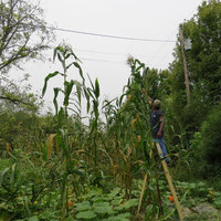 20footCORN.JPG