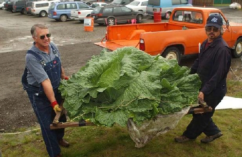 http://www.geocities.ws/hopart/PHOTO/COOKIN%20%20PLUS%20%20G/alaskaLETUS.JPG