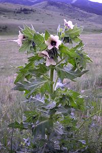 http://www.geocities.ws/hopart/PHOTO/HERB-MEDICINAL/0000Hyo_niger_aa.JPG
