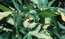 http://www.geocities.ws/hopart/PHOTO/HIVIERDELOUP/53-hickory-nuts-02-leaves-and-nuts.JPG