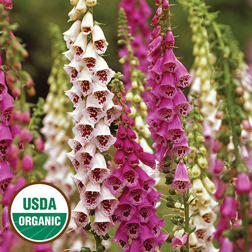 http://www.geocities.ws/hopart/PHOTO/HOUSE-N-CHIMNEY/foxglove-flower-organic.JPG