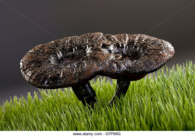 http://www.geocities.ws/hopart/PHOTO/HOUSE-N-CHIMNEY/lingzhi-mushroom-used-in-chinese-medicine.JPG