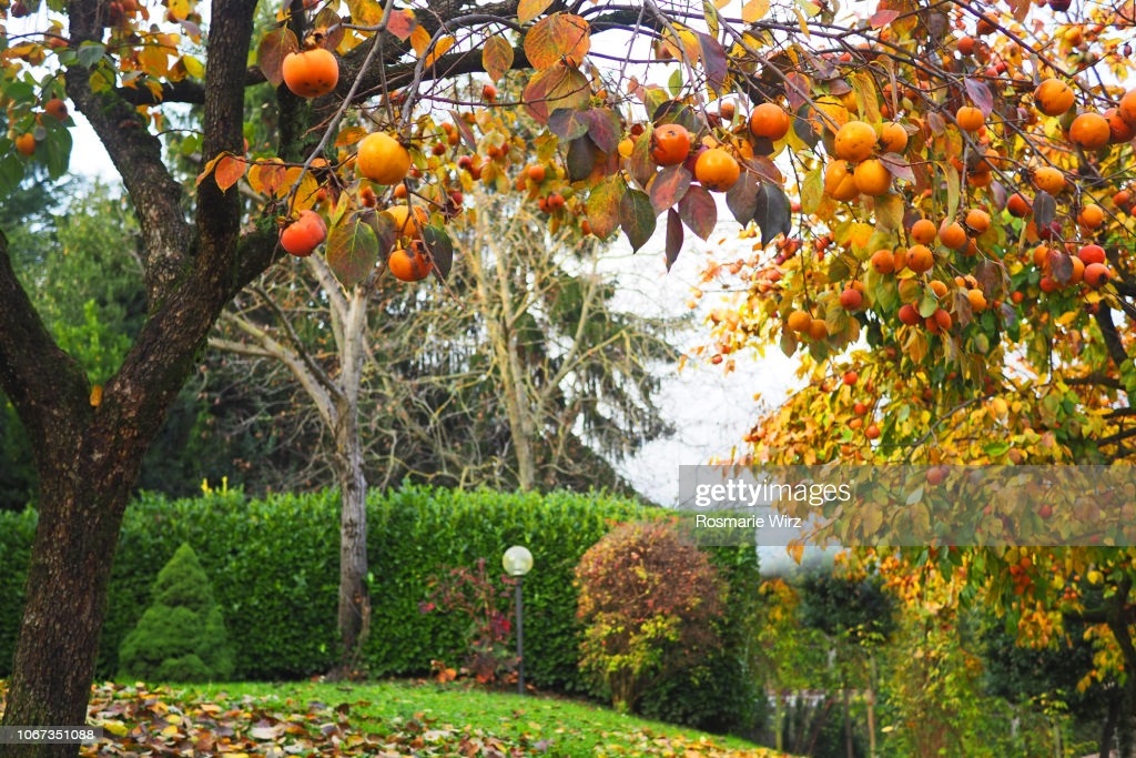 TREEZ/PERSSIMON-SEE-gettyimage.JPG
