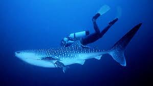 PHOTO/boat/SHARKNFIN.JPG