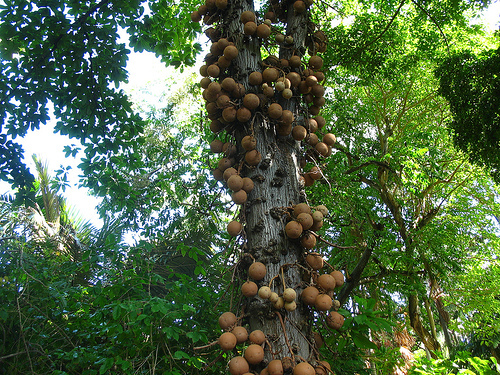 http://www.geocities.ws/hopart/PHOTO/boat/brazilnuttree.co.uk.JPG