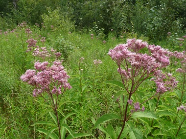 JOE PYE WEED FOUR LEAF OR SIX  TAKE YOUR PICK!