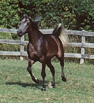 Panique3.jpg (33040 bytes)