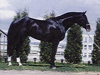 Story1.jpg (33260 bytes)