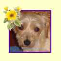 pic of daisy