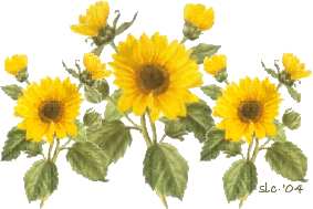 three daisies
