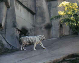 a tiger