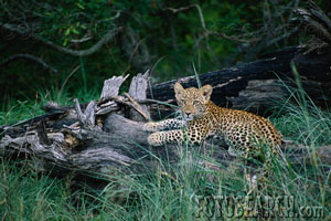 a leopard