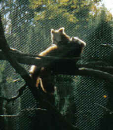 red pandas