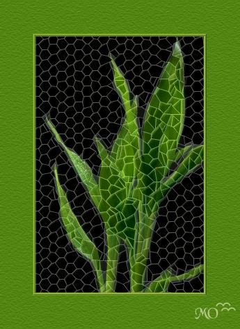 First Rays mosaic