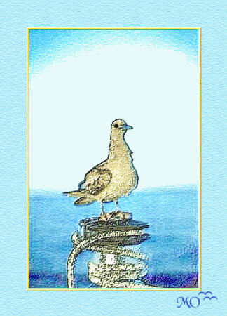 Lone Gull 1