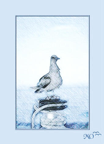 Lone Gull 2