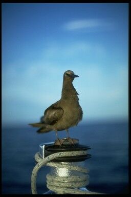 Lone gull original