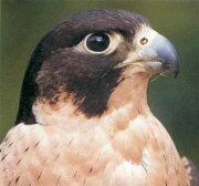 Peregrine original