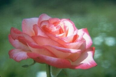 Perfection in Pink original