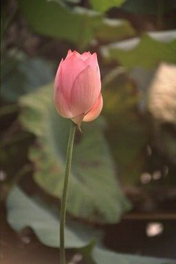 Perfectly Pink original