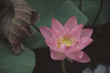 Perfectly Pink 02 original