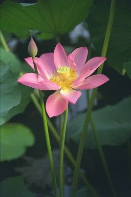 Perfectly Pink 03 original
