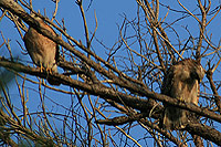 Male And Female Hawks Sitting On A Branch