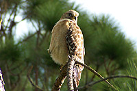Red Shouldered Hawk (Female, Pregnant)