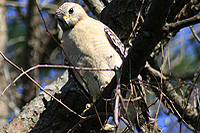 Curious Hawk