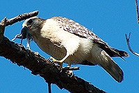 Hawk Eating A Rat