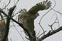 Female Hawk Flying Back To Her Nest