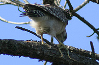 Female Hawk Eating A Frog