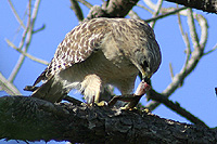 Female Hawk Eating A Frog