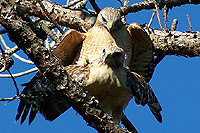 Red Shouldered Hawks Mating
