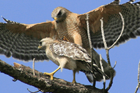 Mating Hawks