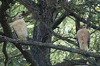 Red Shouldered Hawks (Male and Female)
