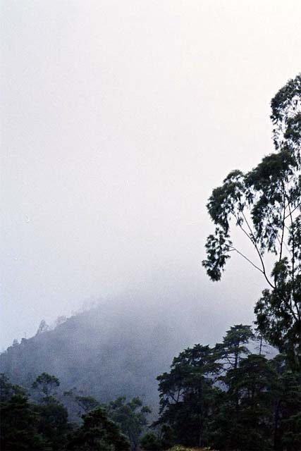 Fog
