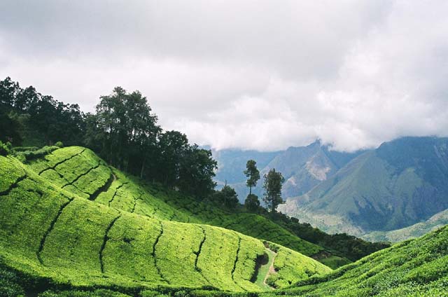 More Chai Time