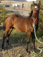 Hollywood Highroller -  out of Hoddy Mare