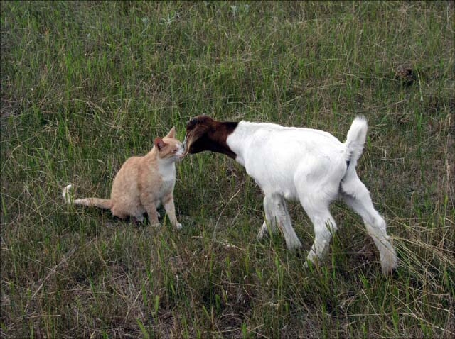 we have BoerX goats too!