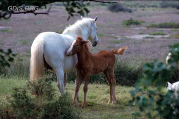 Dam and foal bonding