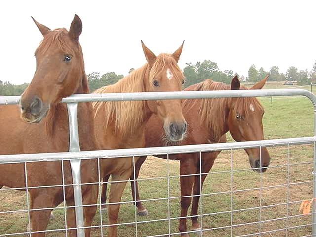 From left to right we're Jiggy (gelding), Dixie (mare) and Lady (mare is bred and is due to foal June 2004)
